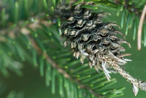 Abies Insects